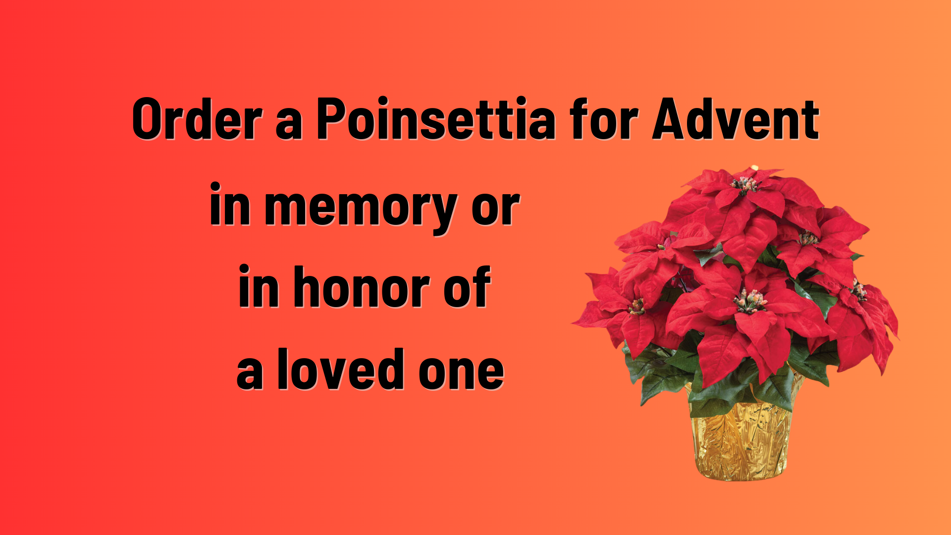 Poinsettias for Advent